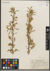 Foto von Salix petiolaris Sm.